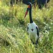 Jabiru d'Afrique