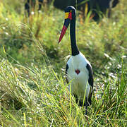 Saddle-billed Stork