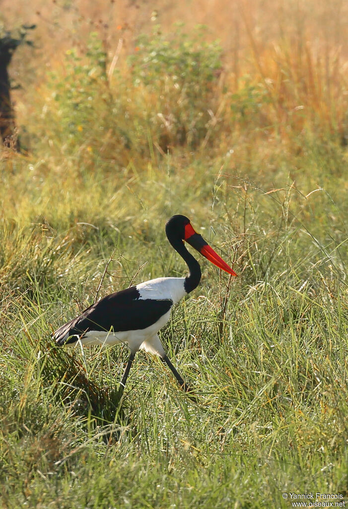 Saddle-billed Stork male adult, habitat, aspect