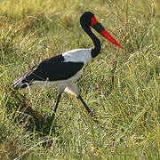 Saddle-billed Stork