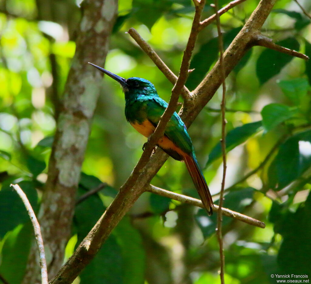 Bluish-fronted Jacamaradult, identification, aspect