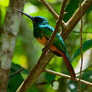 Jacamar à couronne bleue