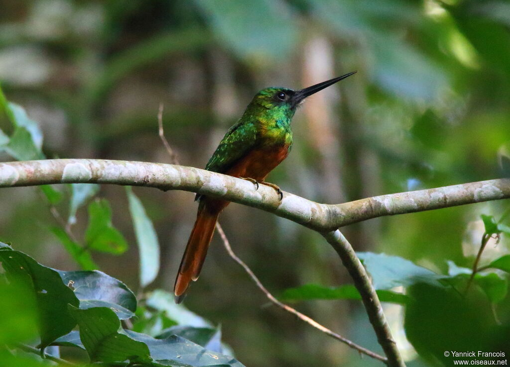 Jacamar à couronne bleueadulte, identification, composition