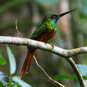 Bluish-fronted Jacamar