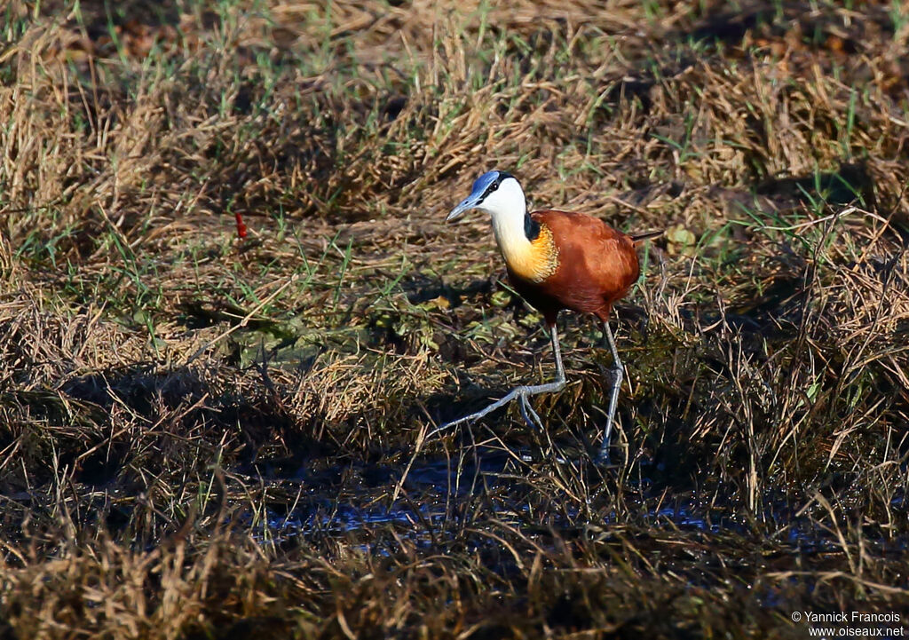 African Jacanaadult, habitat, aspect, walking