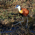 Jacana à poitrine dorée