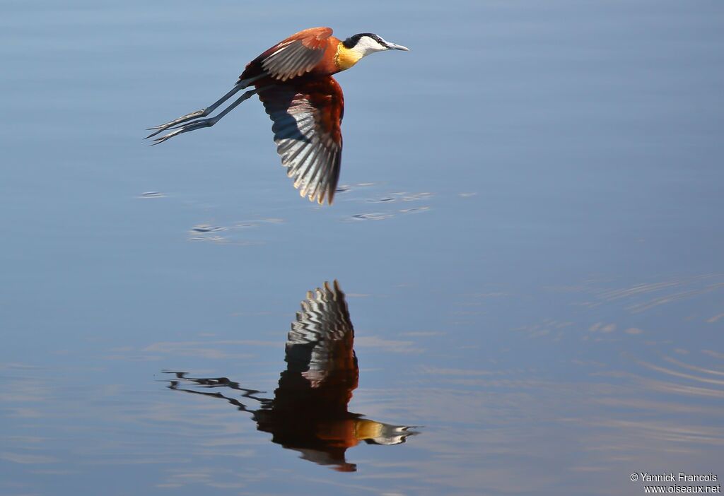 Jacana à poitrine doréeadulte, composition, Vol