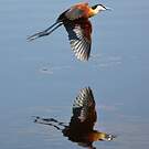 Jacana à poitrine dorée
