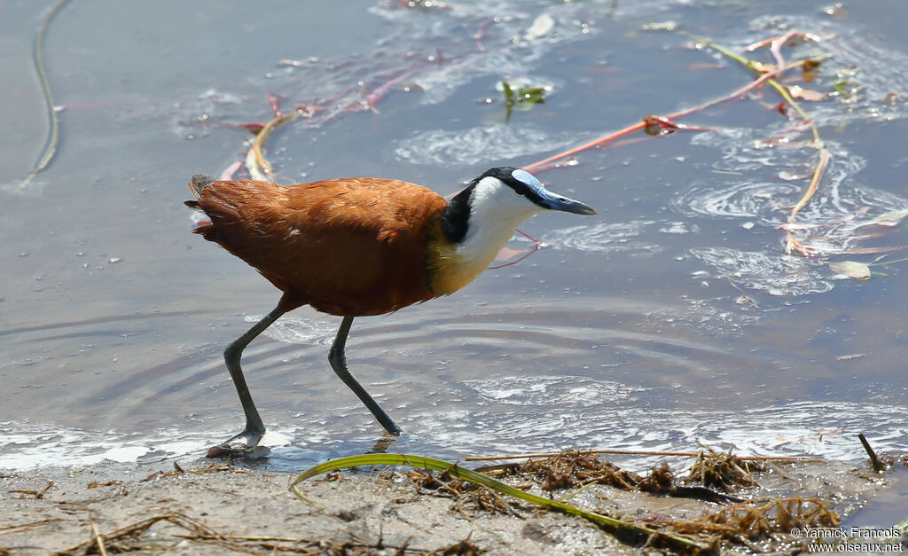 African Jacanaadult, habitat, aspect, walking