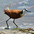 Jacana à poitrine dorée