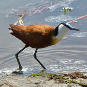 African Jacana