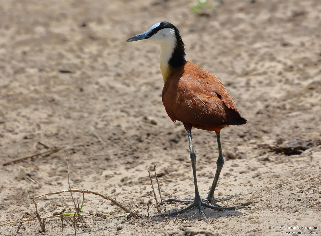 Jacana à poitrine doréeadulte, identification, composition