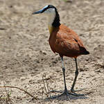 Jacana à poitrine dorée