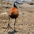 Jacana à poitrine dorée
