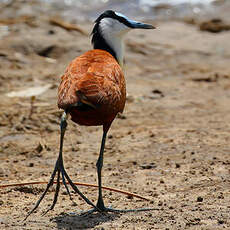 Jacana à poitrine dorée