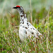 Rock Ptarmigan