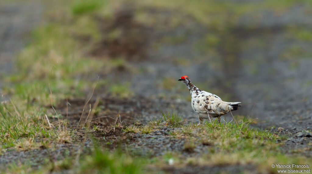 Rock Ptarmigan male adult, habitat, aspect
