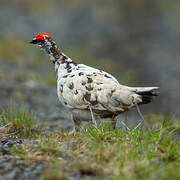 Rock Ptarmigan