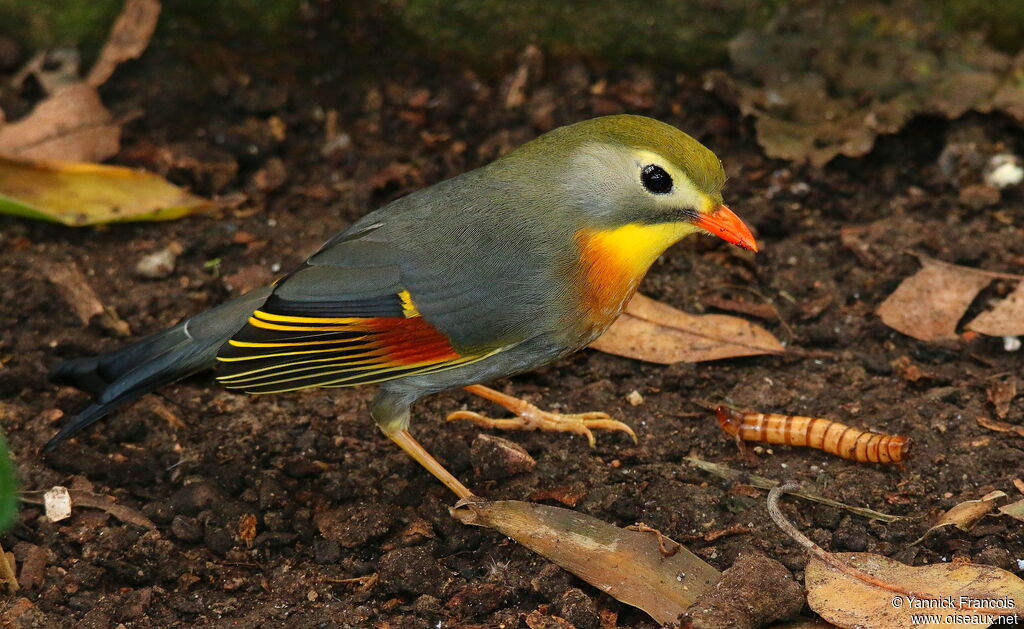 Red-billed Leiothrixadult, identification, aspect, eats