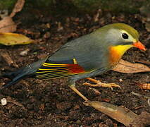 Red-billed Leiothrix