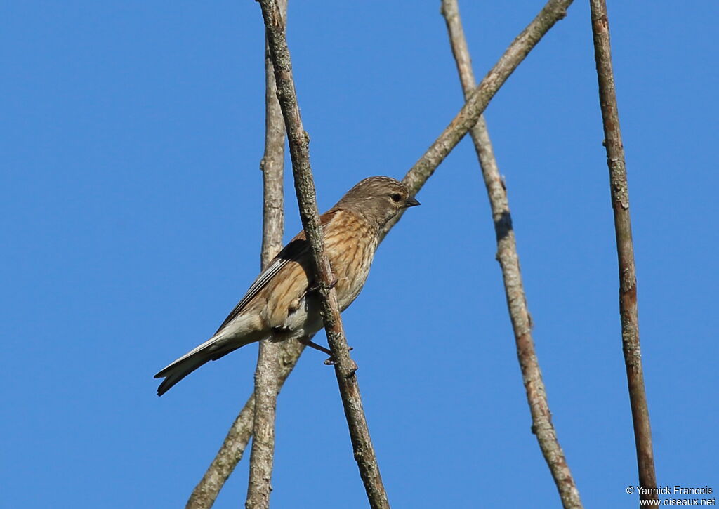 Linotte mélodieuse femelle adulte, identification, composition