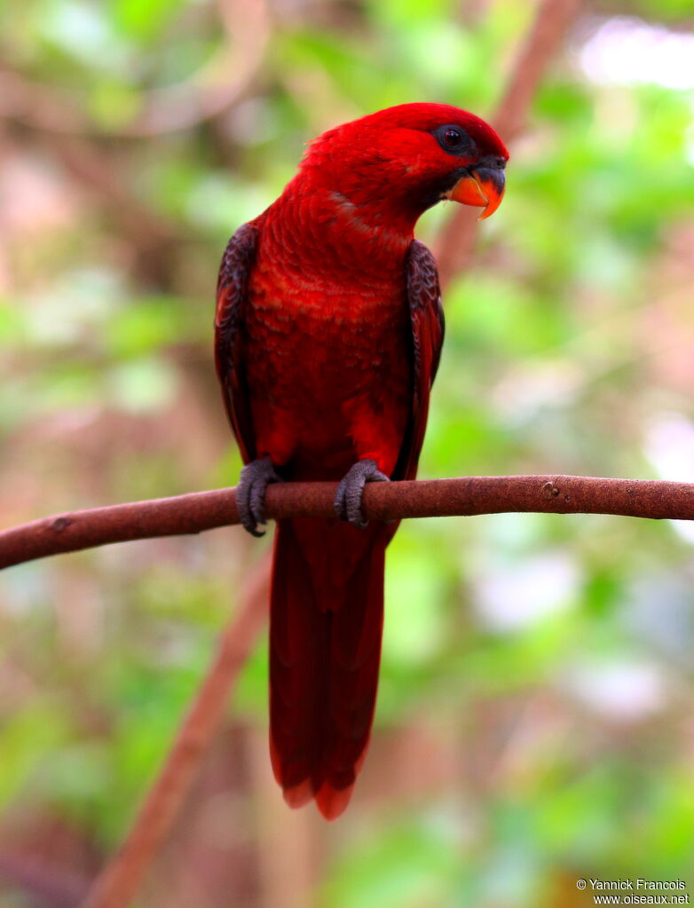 Cardinal Loryadult, identification, aspect