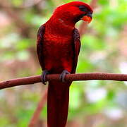 Cardinal Lory