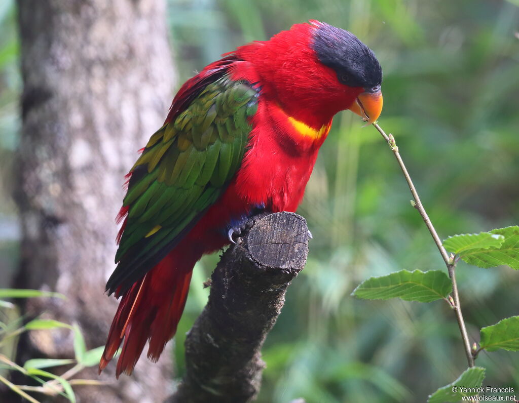 Purple-naped Loryadult, identification, aspect