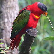 Purple-naped Lory