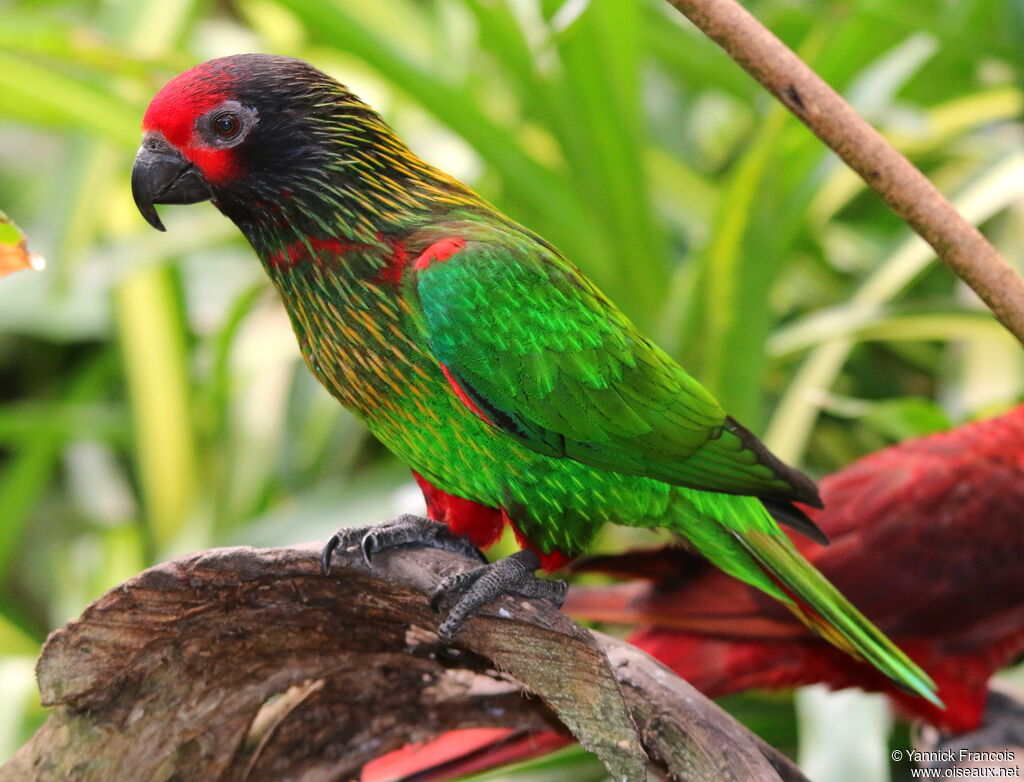 Yellowish-streaked Loryadult, identification, aspect