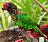 Yellow-streaked Lory