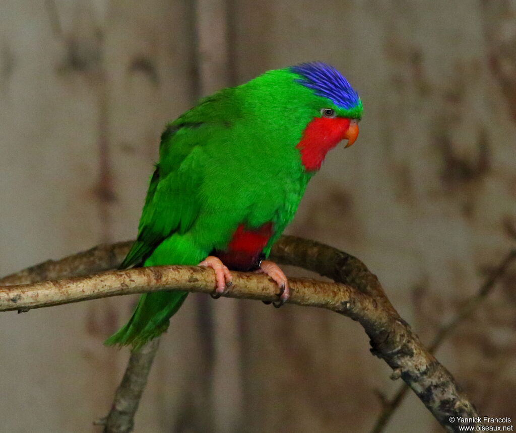 Blue-crowned Lorikeetadult, identification, aspect