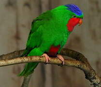 Blue-crowned Lorikeet