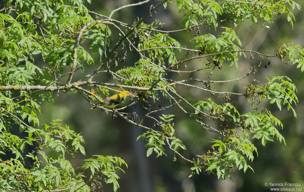 Eurasian Golden Oriole female adult, habitat, aspect