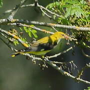 Eurasian Golden Oriole