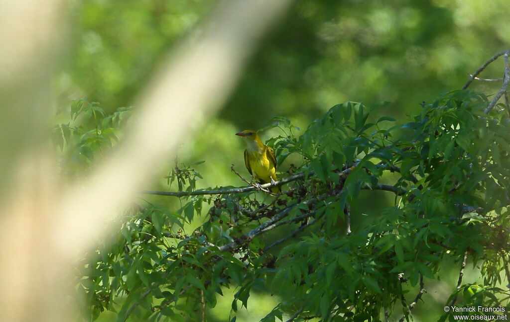 Eurasian Golden Oriole female adult, habitat, aspect