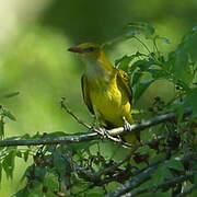 Eurasian Golden Oriole