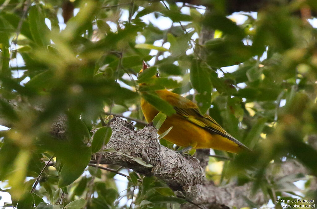 African Golden Oriole, habitat, aspect