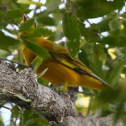 African Golden Oriole