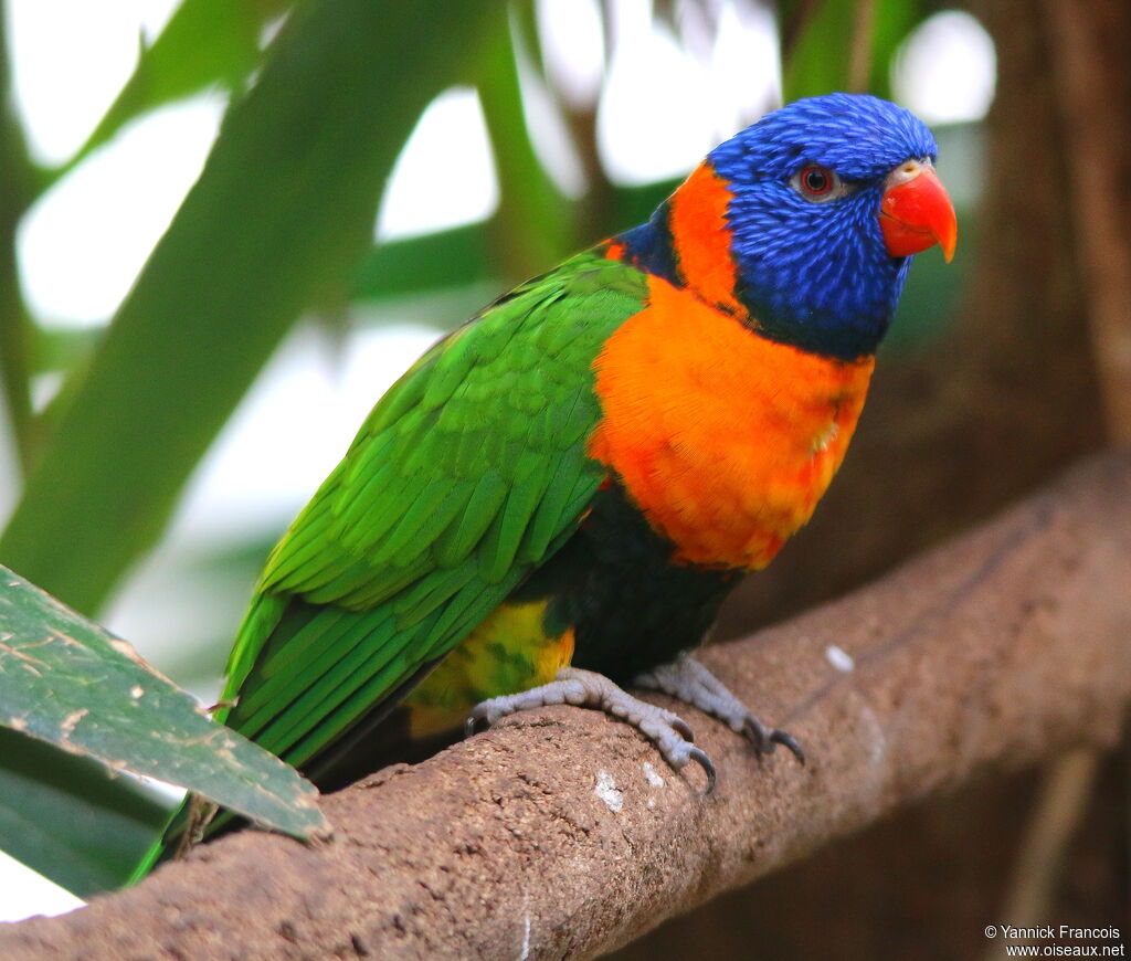 Red-collared Lorikeetadult, identification, aspect