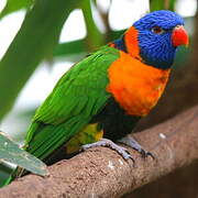 Red-collared Lorikeet