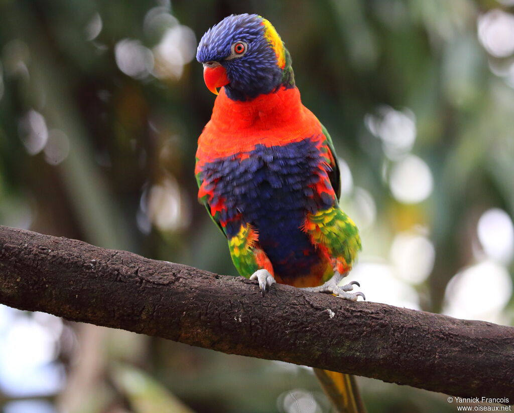 Rainbow Lorikeetadult, identification, aspect, courting display