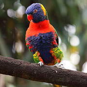 Rainbow Lorikeet