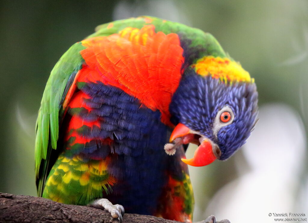 Rainbow Lorikeetadult, close-up portrait, aspect, courting display