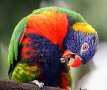 Rainbow Lorikeet