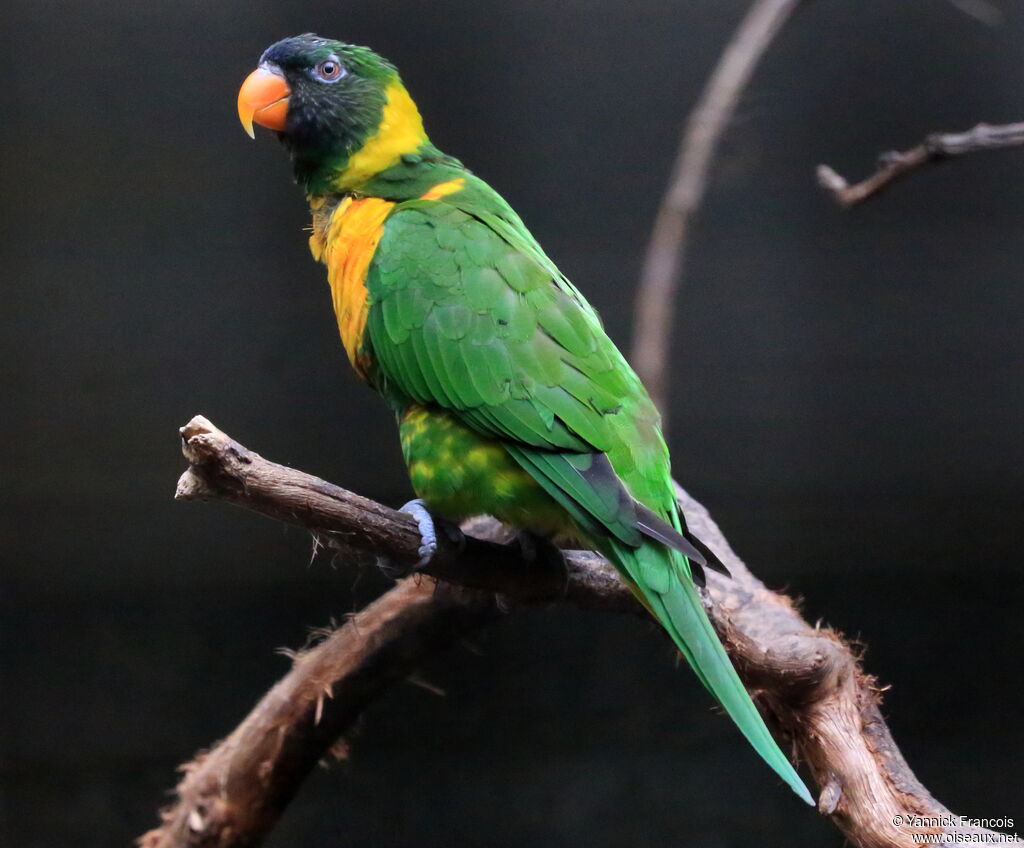 Marigold Lorikeetadult, identification