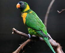 Marigold Lorikeet