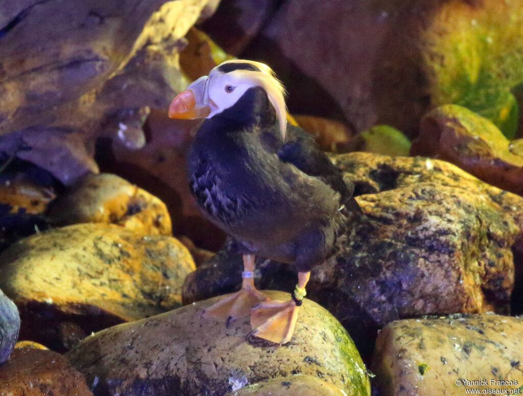 Tufted Puffinadult breeding, identification, aspect