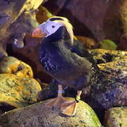 Tufted Puffin