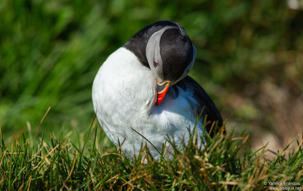 Atlantic Puffinadult, identification, care